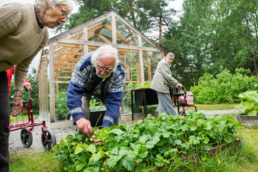 Seniorer trädgårdsarbetar nära ett växthus med rullatorer och plockar jordgubbar från upphöjda bäddar i en frodig trädgårdsmiljö